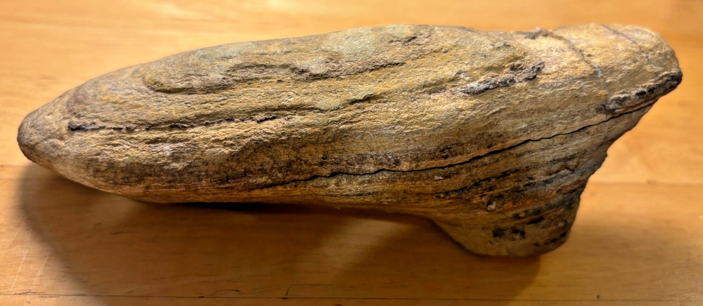 Exceptional Brazilian Fossilized Fish 6 inches long split node