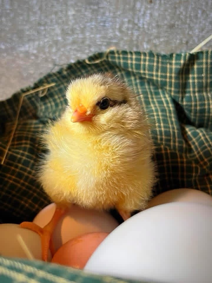 18+ Multi-Generational Olive Egger Hatching Eggs F1-F3