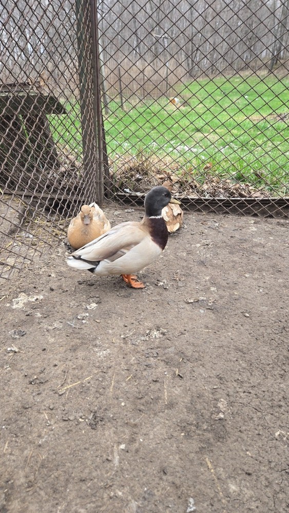 6+ fertile call duck hatching eggs