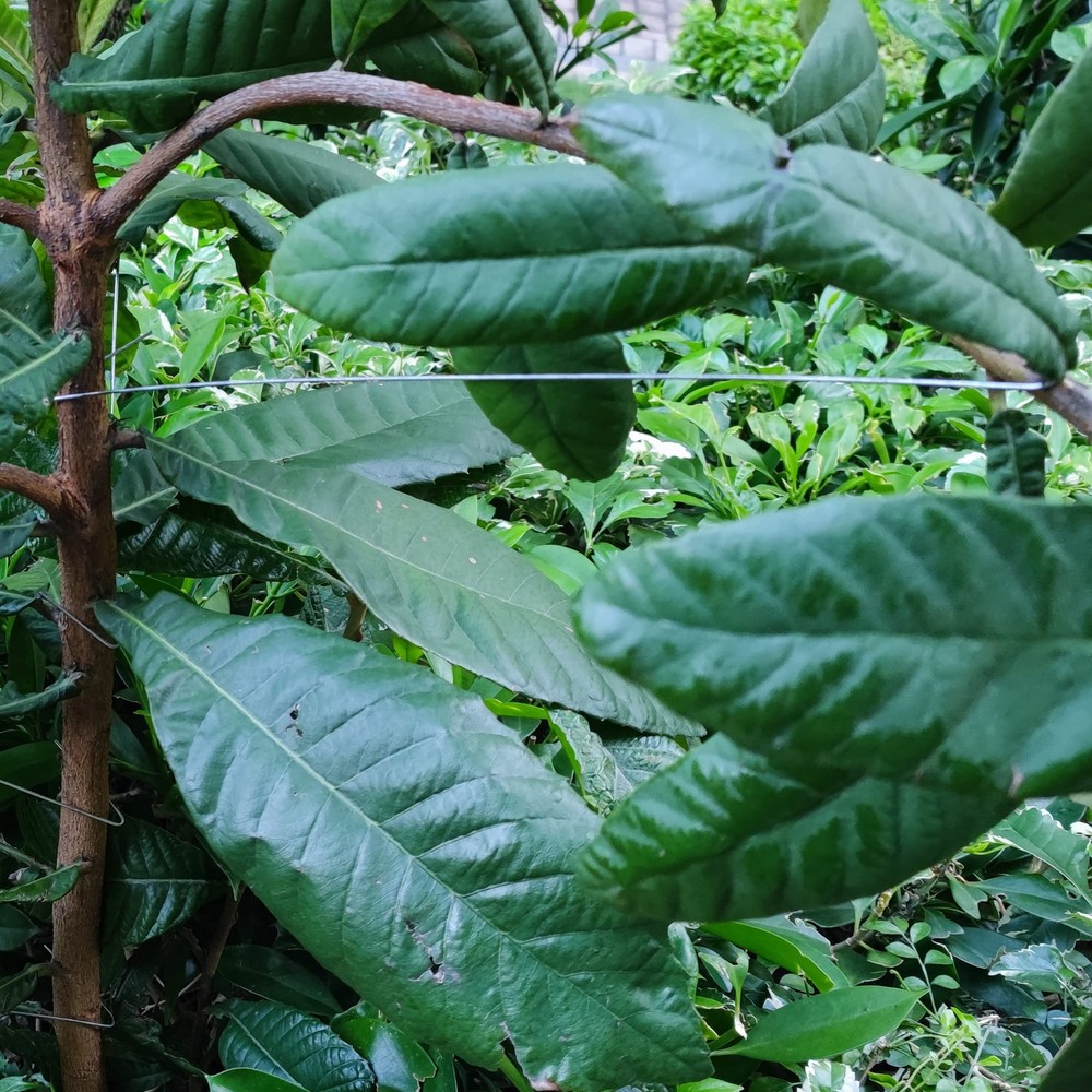 50 PCS Fruit Tree Branch Spreader 16 Inch Limb Spreaders Puller Plum Open Angle