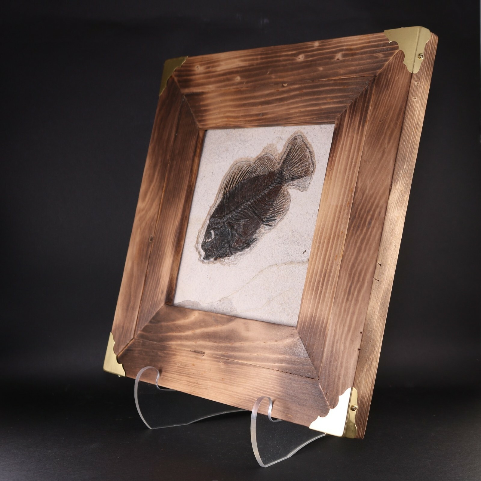 Fossil Fish Superb 5" Cockerellites Green River Formation Wyoming WY COA 10707