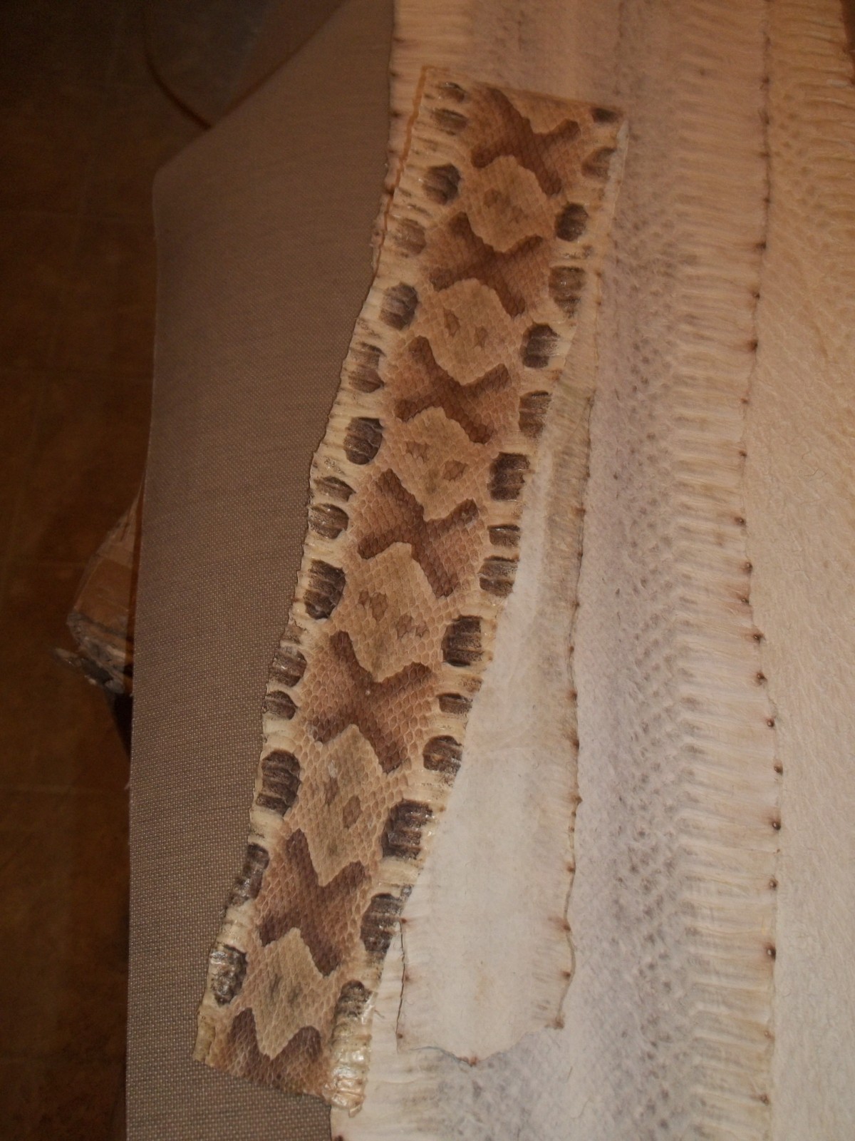 Tanned Copperhead skin 3" X 26" "Agkistrodon contortrix"