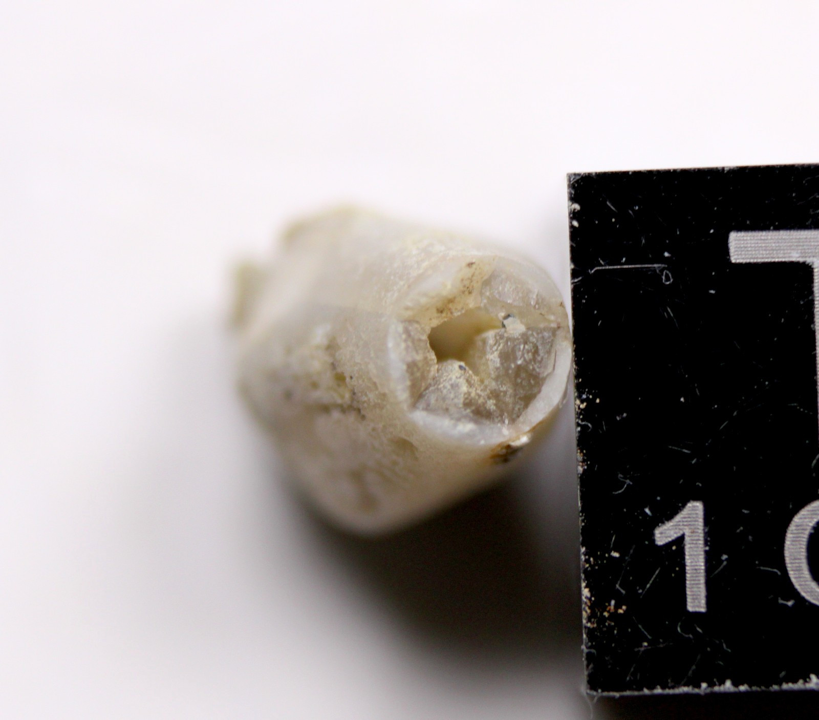 Troosticrinus reinwardti Blastoid Fossil Silurian Tennessee Brownsport Formation