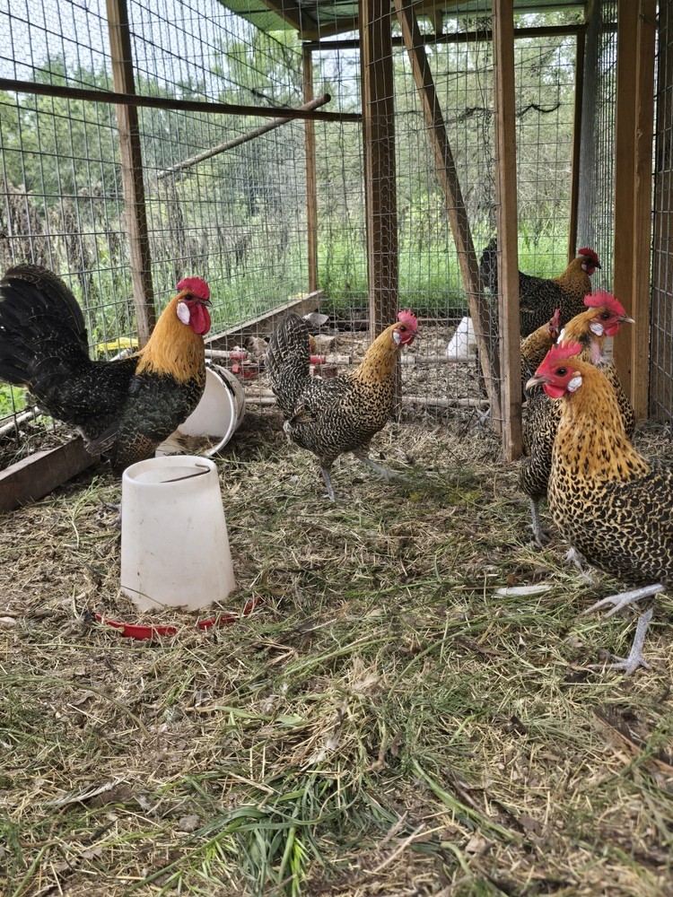Gold Campine Chicken Hatching Eggs 12+