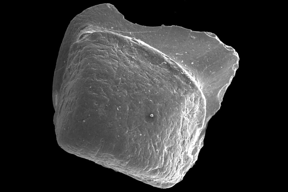 Devonian Kothman Ranch Limestone Conodont shark fish microfossil matrix slide x1