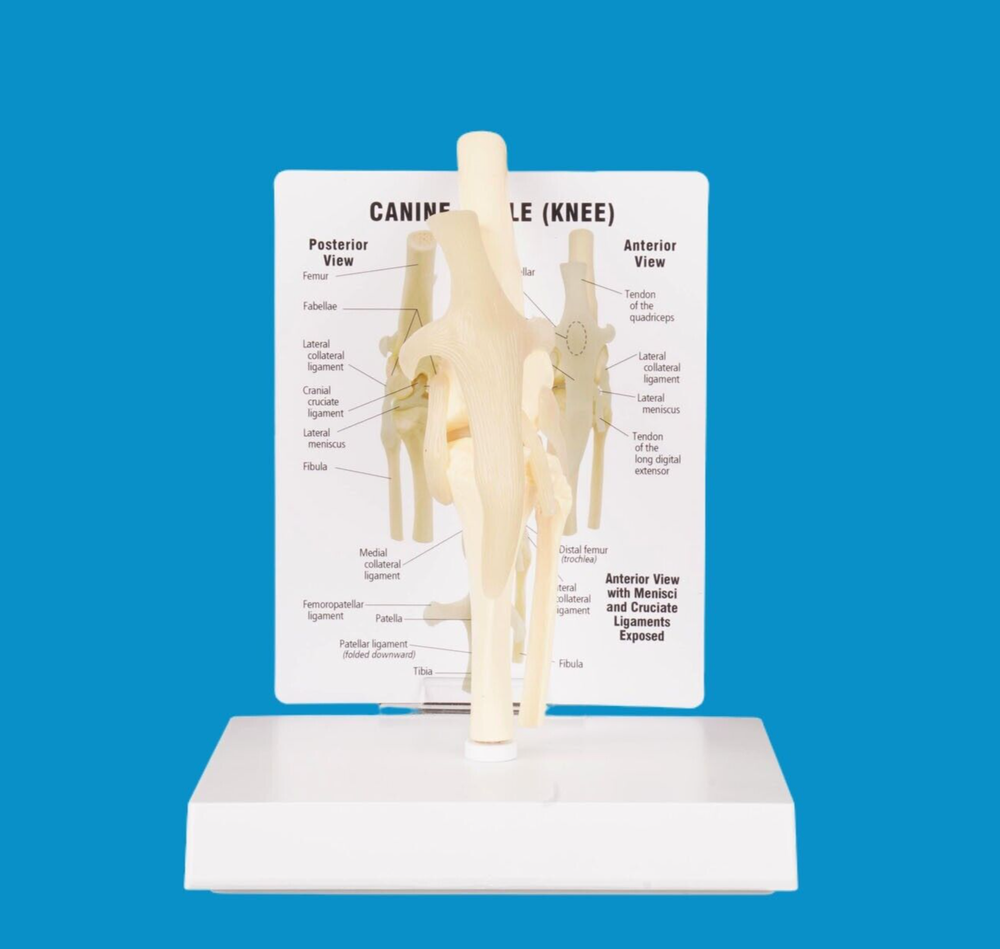Dog Knee Joint Model Bone Animal Bone Specimen Veterinary Teaching Tools