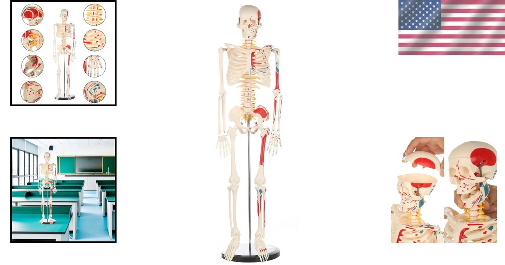 Articulated 33" Human Skeleton Model - Scientific Study, Numbered Muscle Points