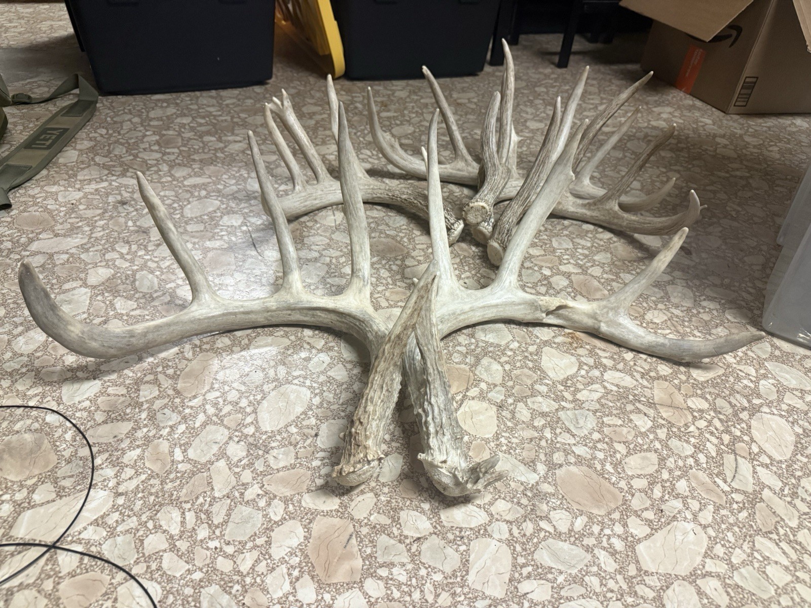 3 Whitetail Antler Shed Sets