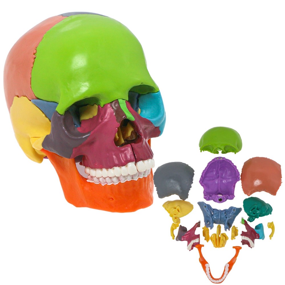 Dental Multi Typodont Teeth Model for Implant Pathological Restoration Practice