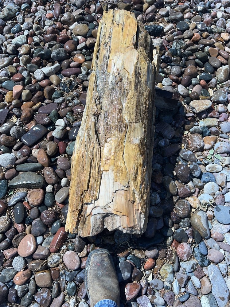 PETRIFIED LOG Large Piece.