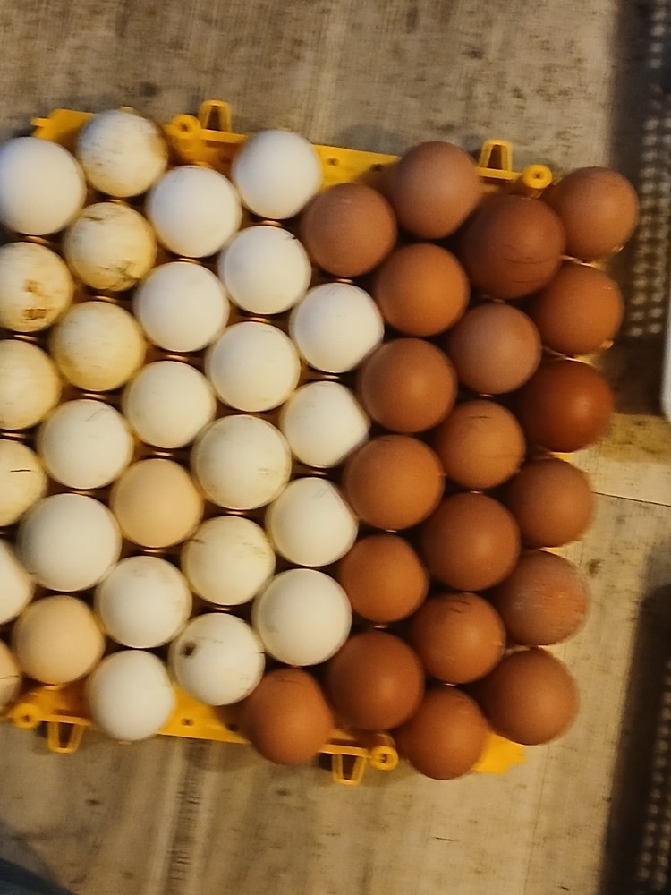 Brown Leghorn Hatching Eggs