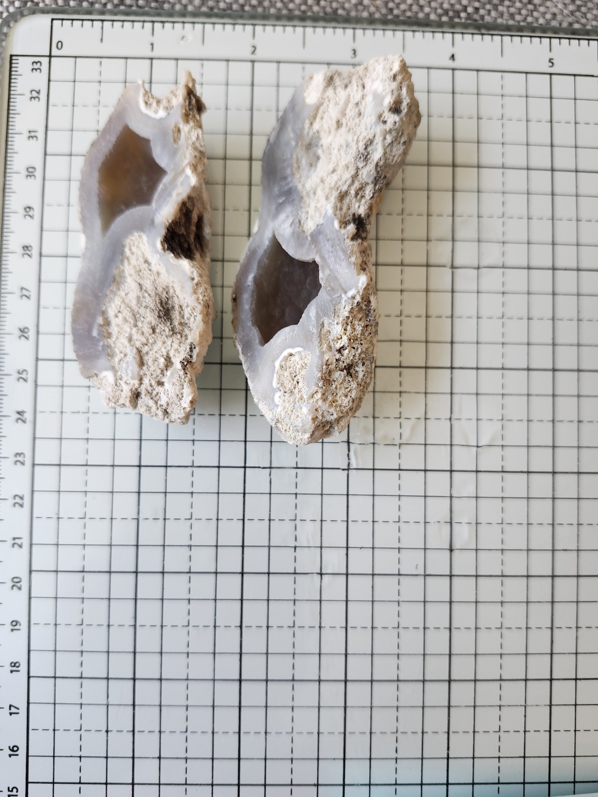 Florida Agatized Coral Fossil Pair, Unpolished Chalcedony Geode Fluorescent!