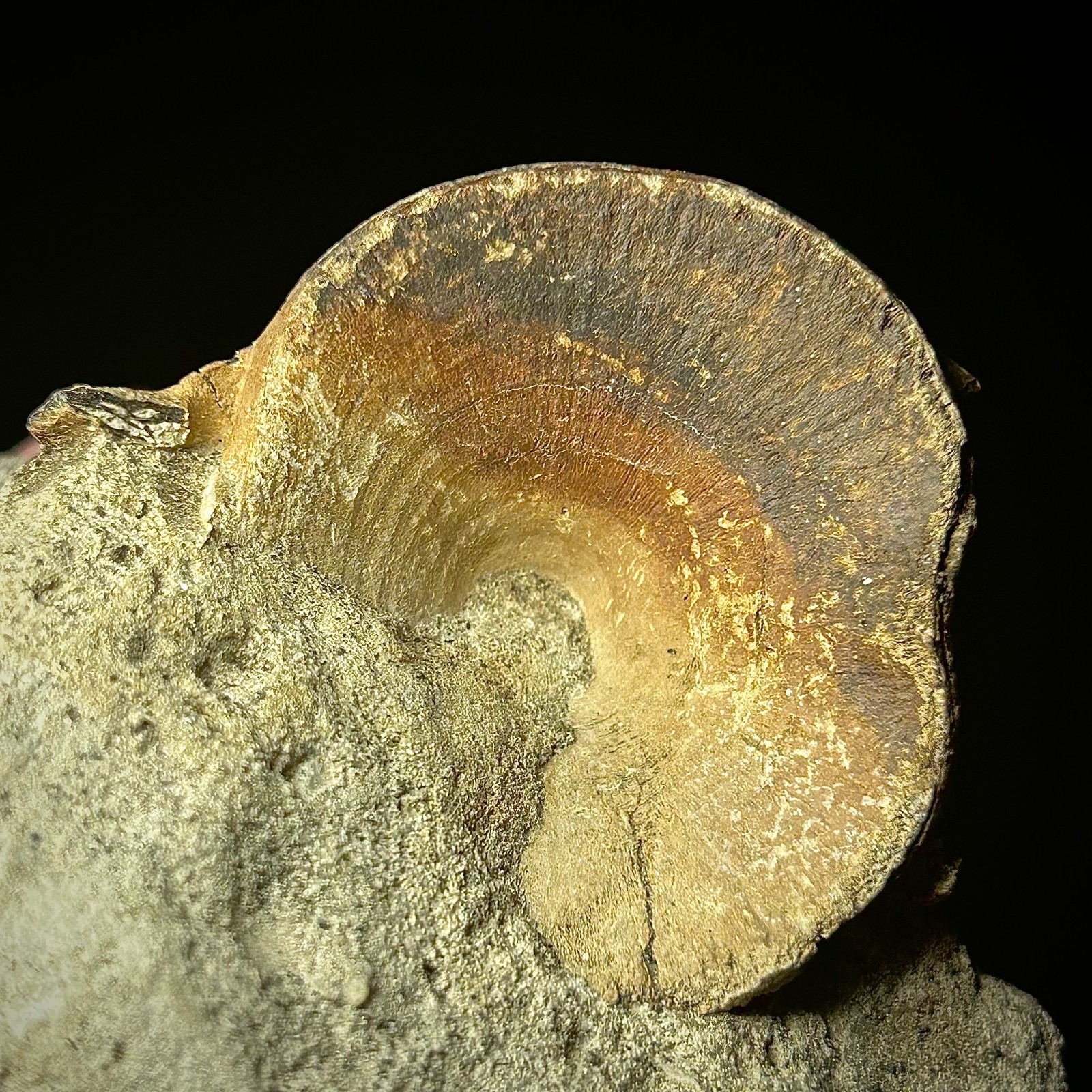 Fossilized Tuna Vertebra (Thunnus sp.) 2.24 x 1.60" Bony Fish Fossil Oligocene