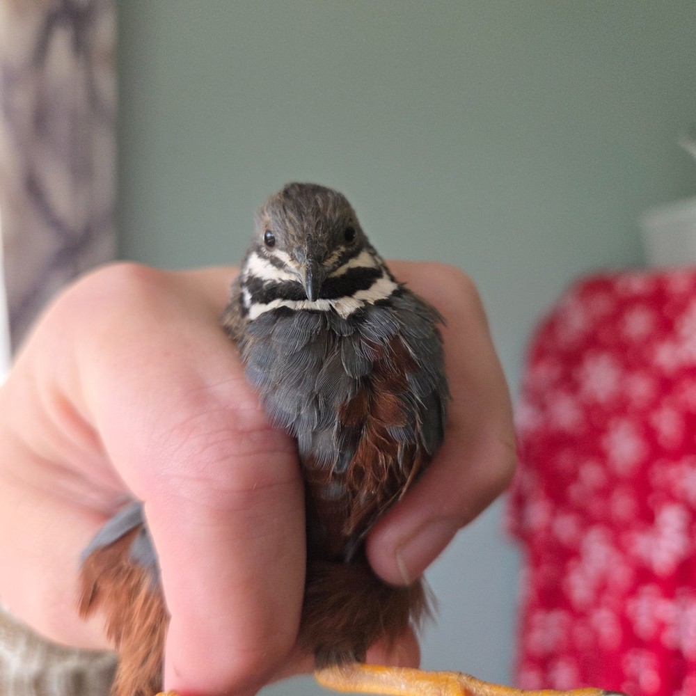 10+ Fresh Button Quail Fertile Hatching Eggs