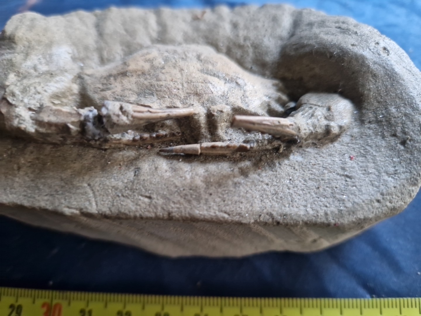 MASSIVE, LARGE, fossil CRAB from Java, Indonesia good details, great claws!