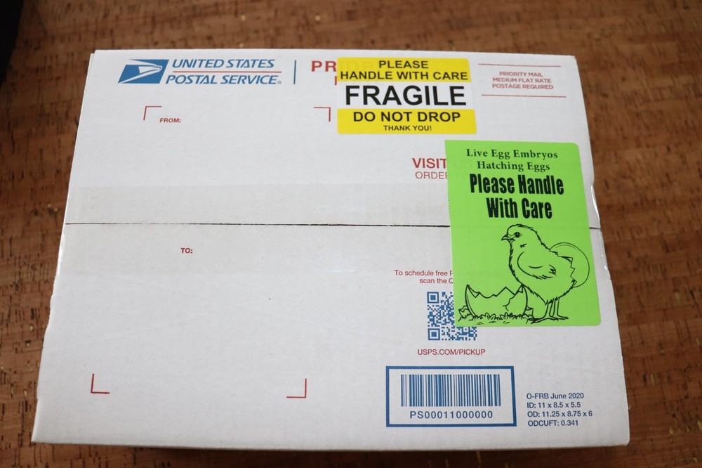 6 Narragansett Turkey Hatching Eggs Laying Now