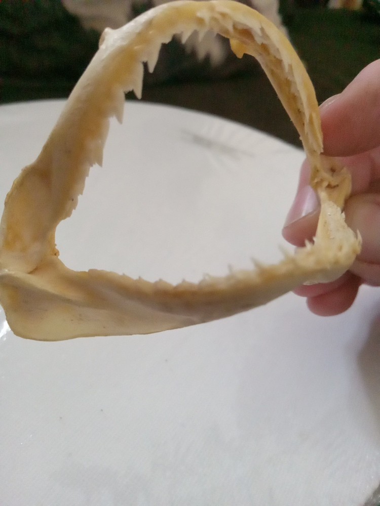 Lizard Sharp Teeth skeleton