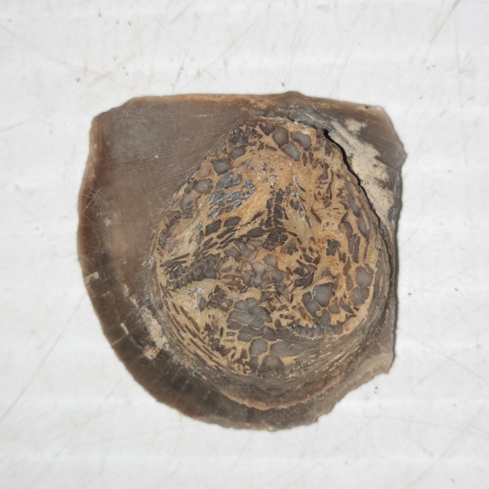 Edrioasteroid Fossil