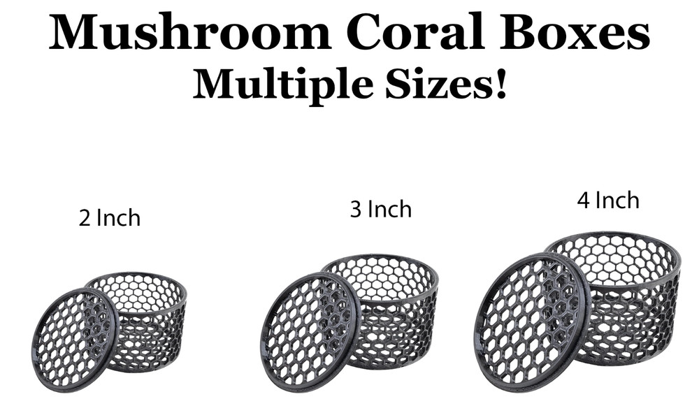 Mushroom Coral Boxes - Multiple Sizes Available! USA Made
