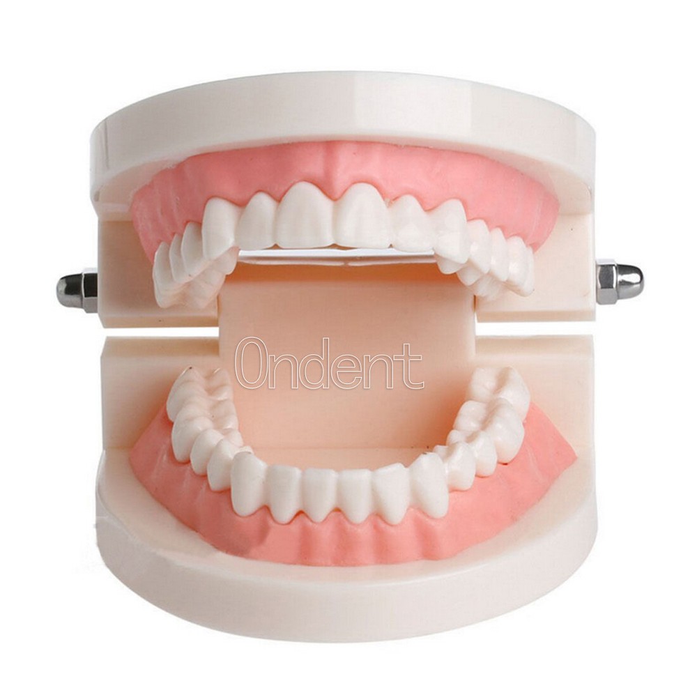 Dental Standard Tooth Model Dentist Teaching Demonstration Study Full 28 Teeth