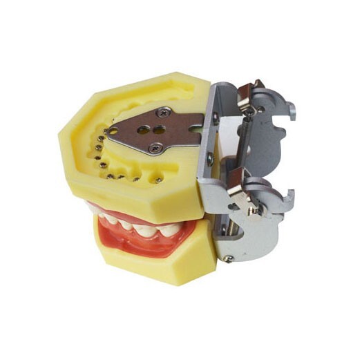 Teeth Model,Demonstration Teeth Model Standard Study Teaching Model