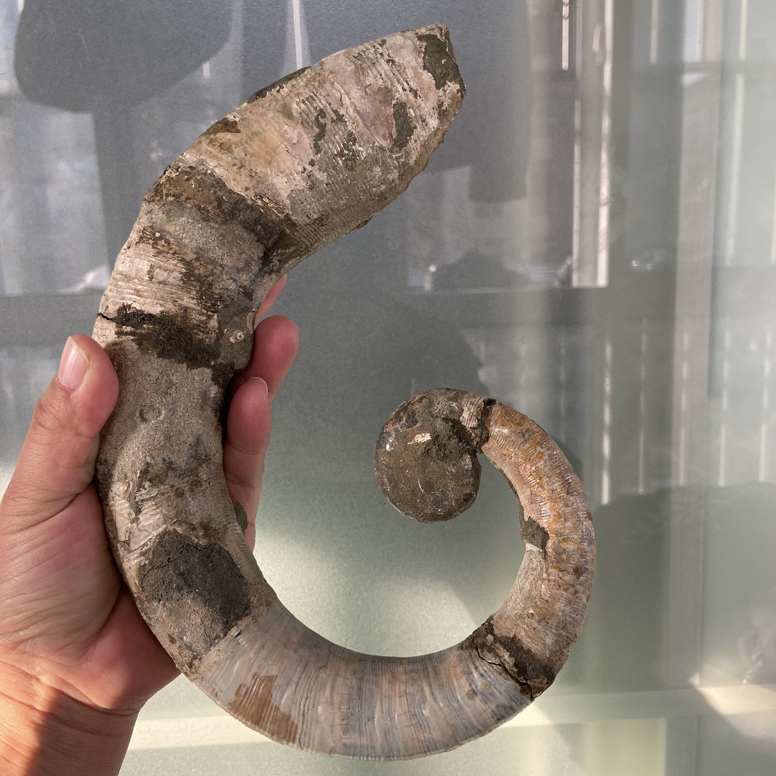 1242g215mm Big Repaired Ancyloceras Ammonite Fossil Sutures Crystal Display Mad