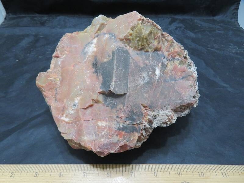 Petrified Wood 6 lbs & 13 ozs