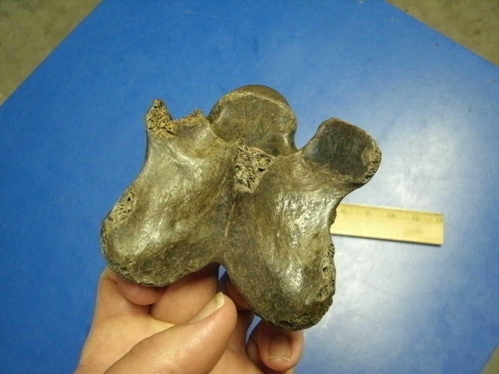 FOSSIL BISON VERTEBRA FROM KANSAS
