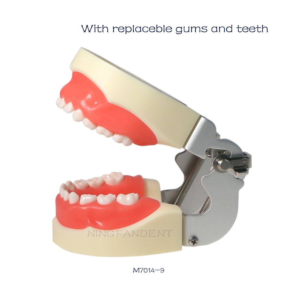 Dental Child Primary Practice Teeth Model 24 Removable Teeth For Dentist Practic
