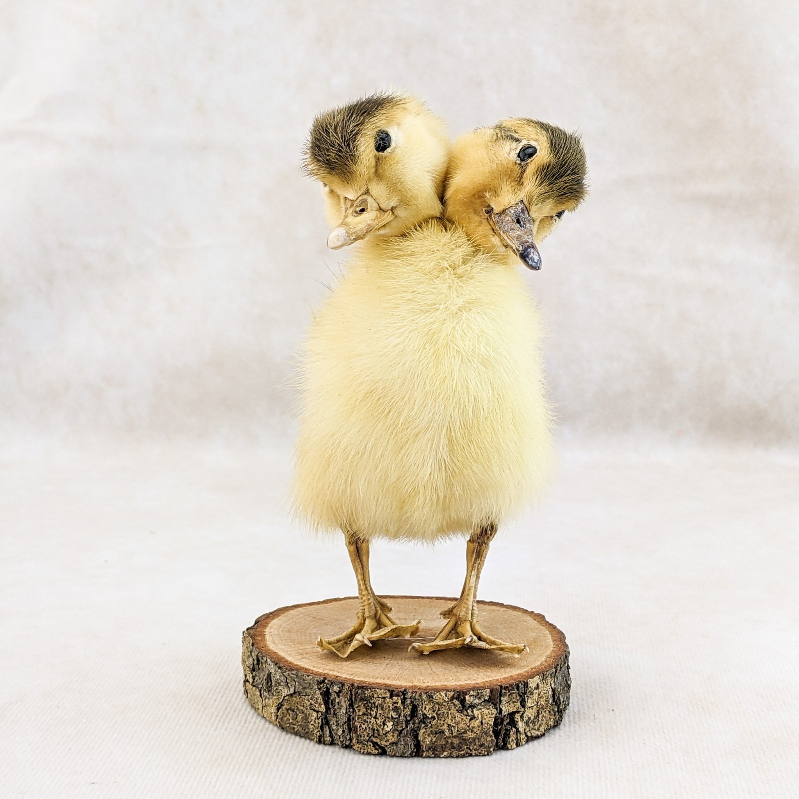 Two Headed Duck Duckling standing on wood species: Anas Platyrhynchos domesticus