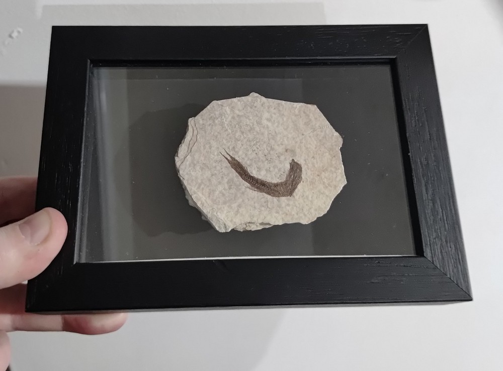 Knighting Fish Fossil In A Frame