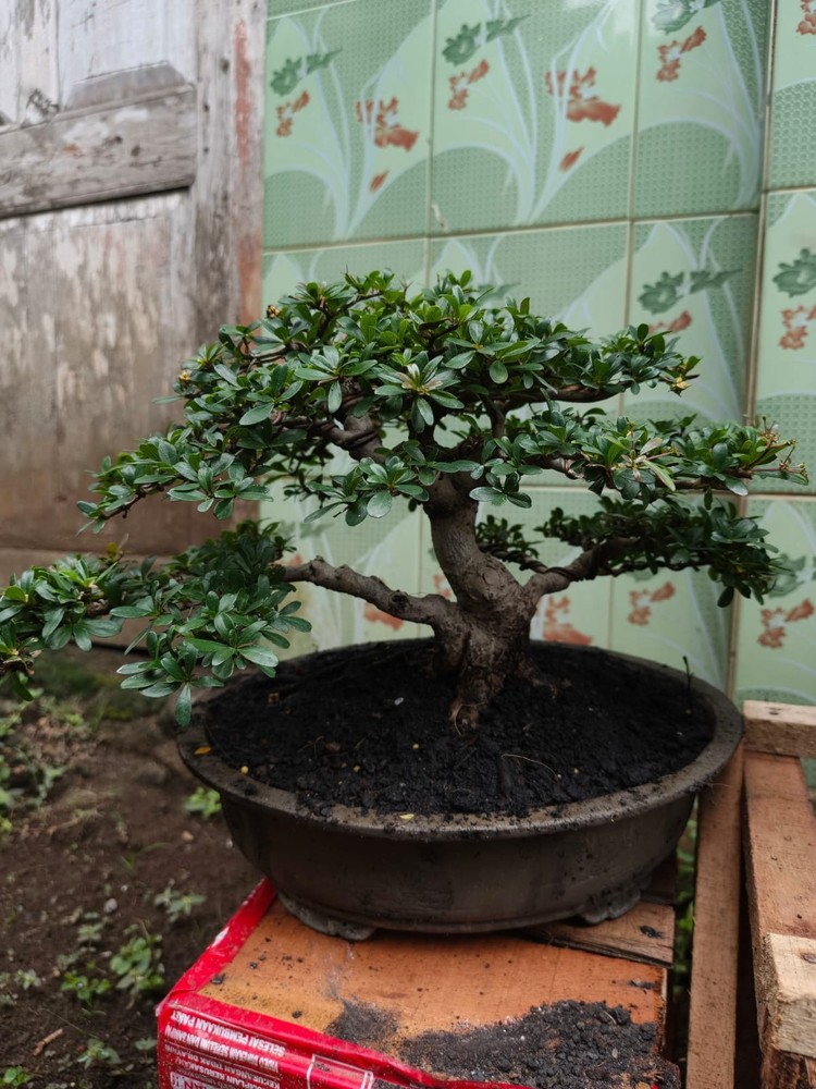 REAL PICTURE BONSAI Black olive