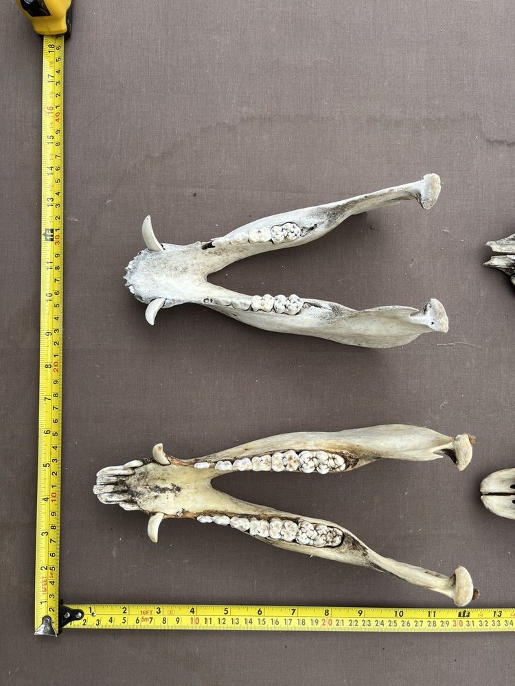 Real Authentic Texas Pig Hog Skulls With Lower Jaw Bone