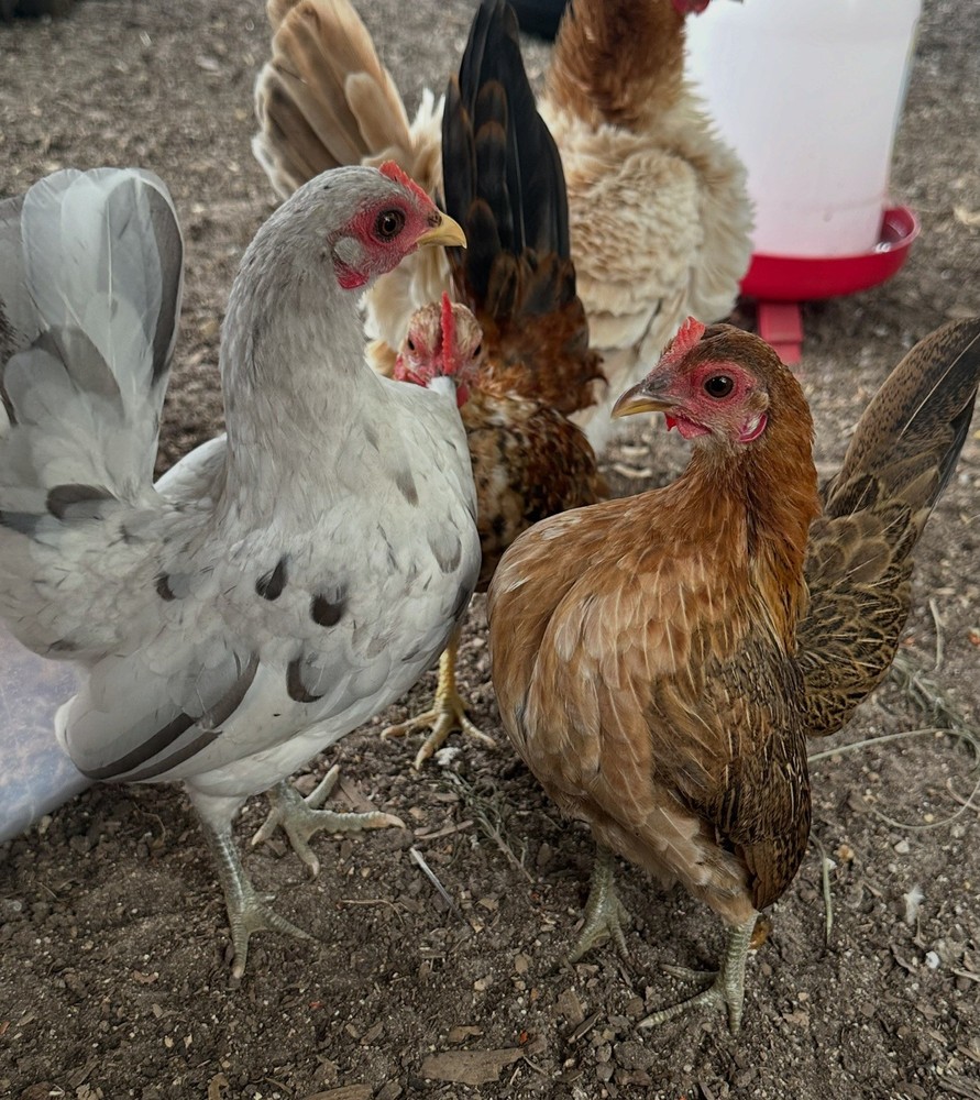 8 Serama Hatching eggs NPIP/AI and PT Clean