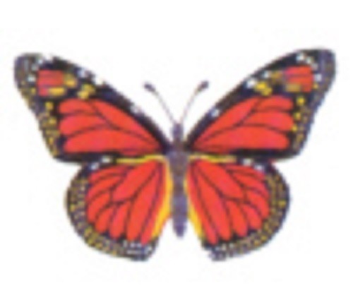 Address Labels - Butterfly  8