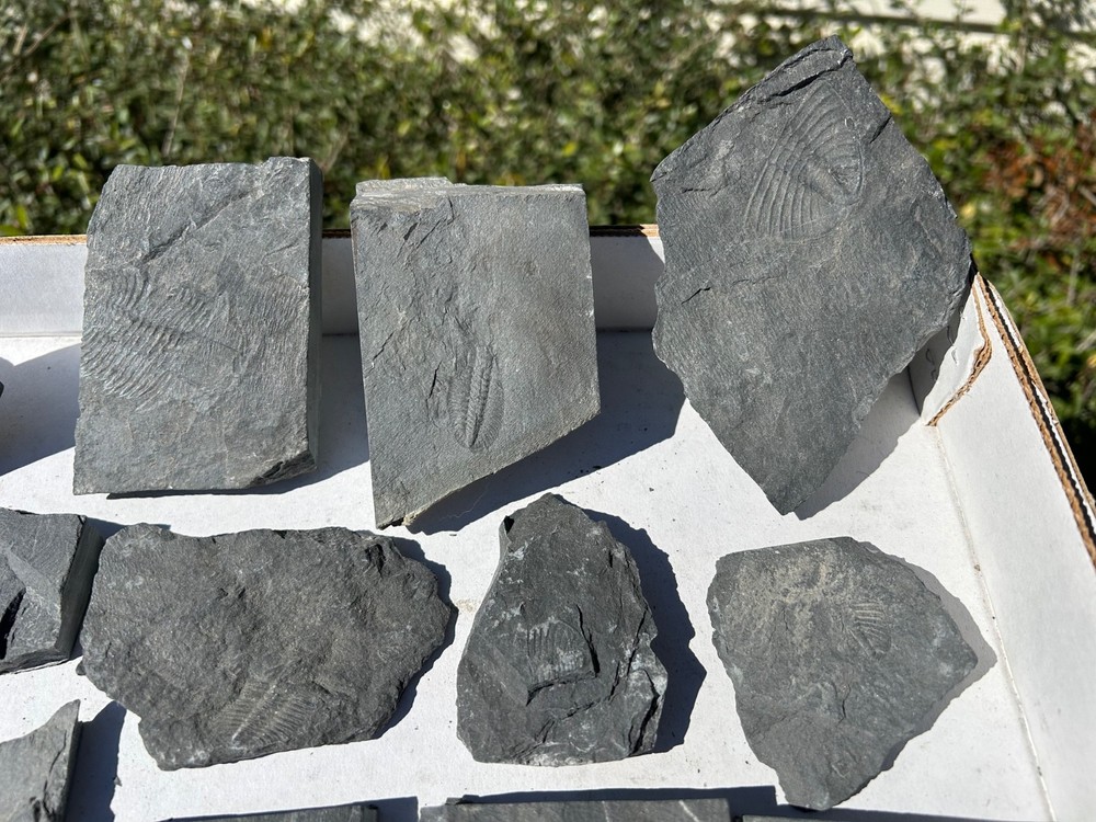 Washington Fossil Trilobites HUGE LOT Ogygopsis etc Metaline fm Bug in Matrix