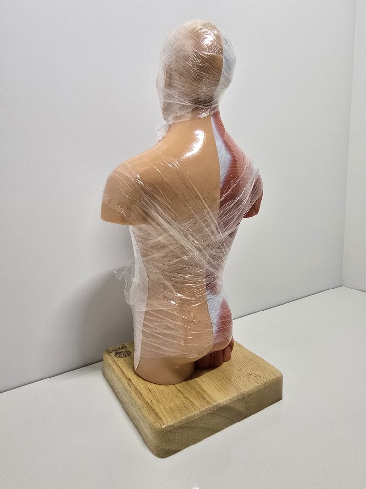 Evotech Mini Human Torso 10 inch Science Learning School