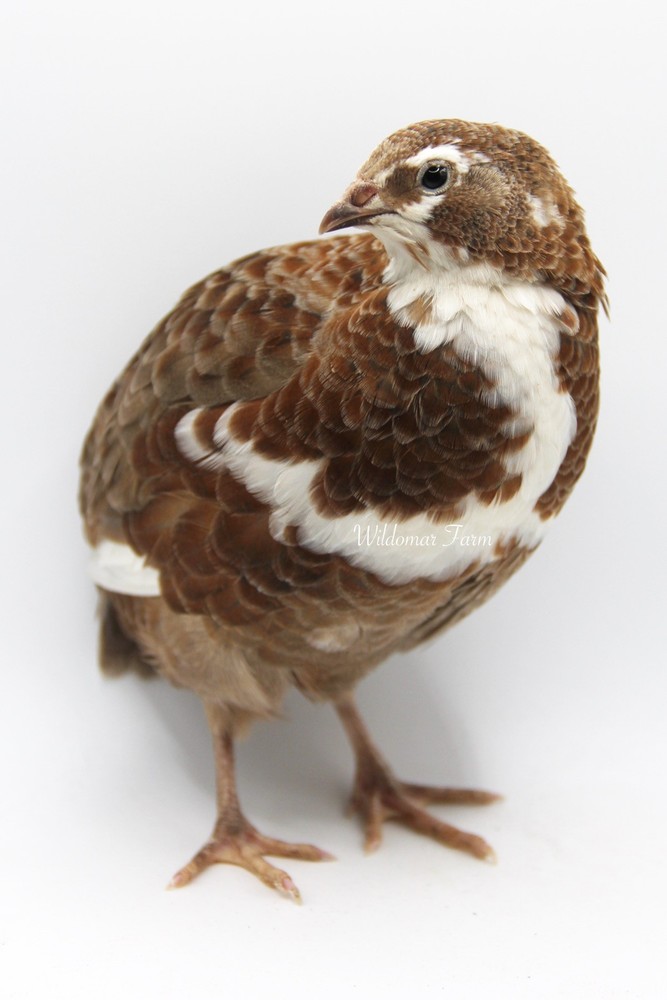 100+ Coturnix Quail Hatching Eggs