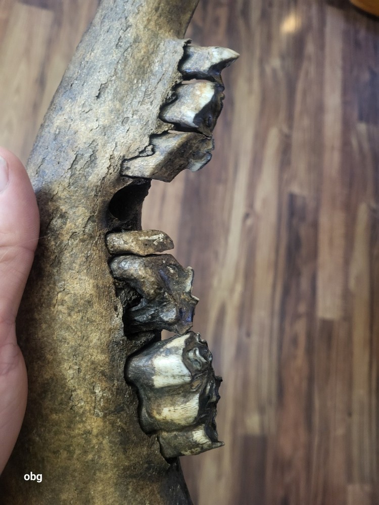 Historic Bison lower jaw bone buffalo
