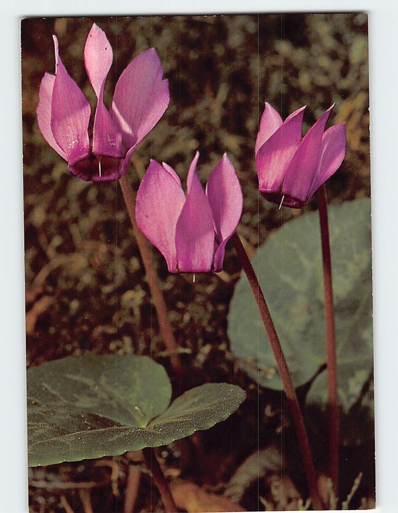 Postcard Cyclamen