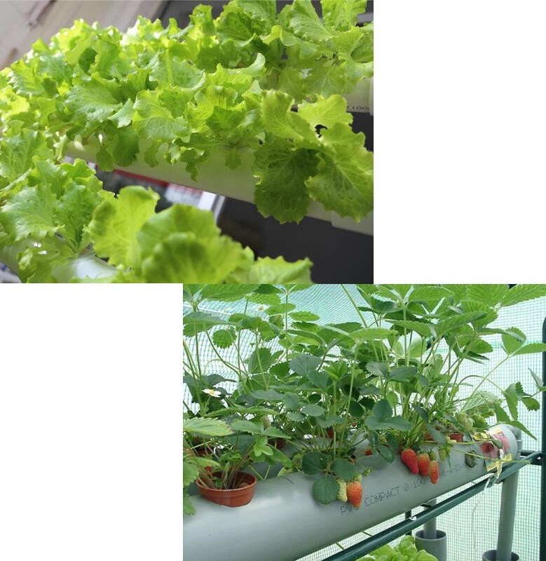 54 Plant Sites Hydroponic Site Grow Kit with Pump Water Culture Garden System