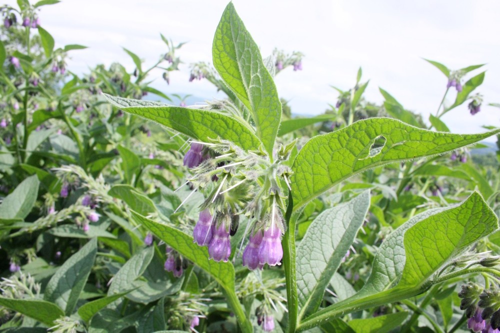 Two Pounds Live Russian Comfrey Plant Root Crowns - Bocking #4
