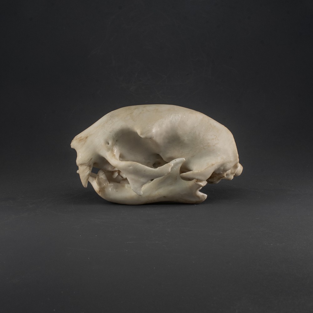Two-toed Sloth Skull Replica (Museum Quality)
