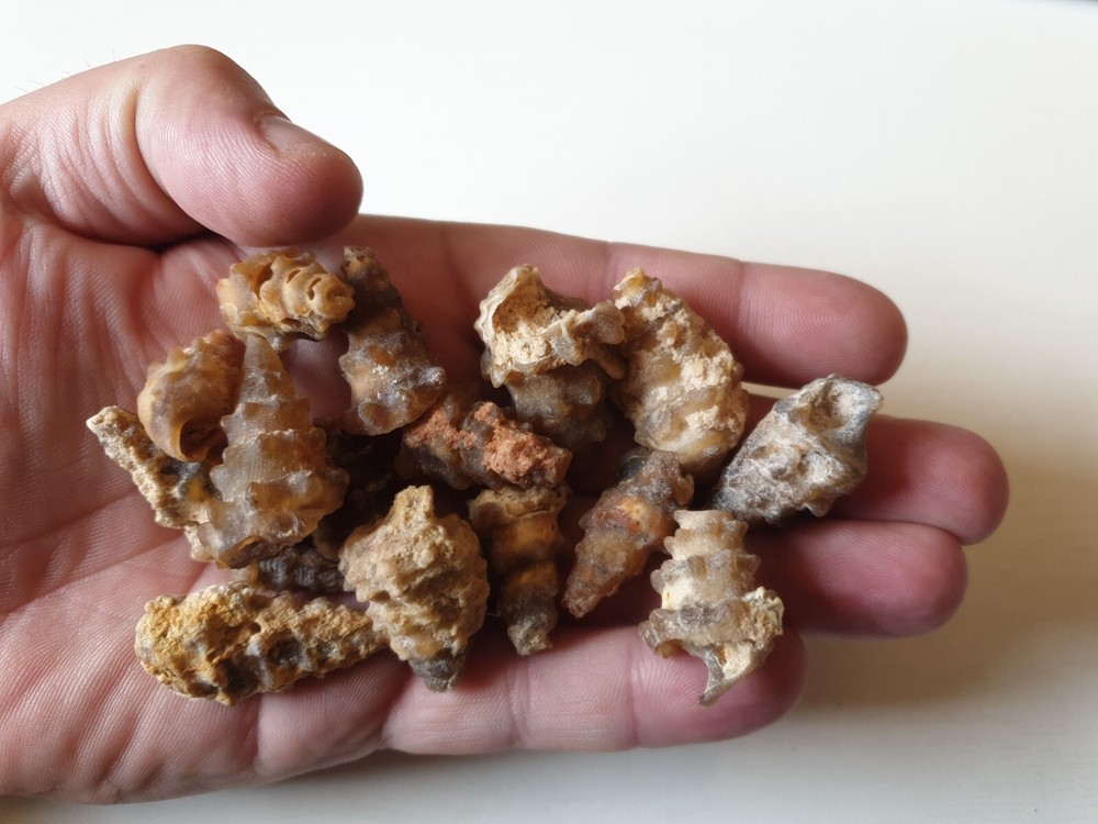 Spiny Knobbly Chalcedony Agate Fossils Snails Shell