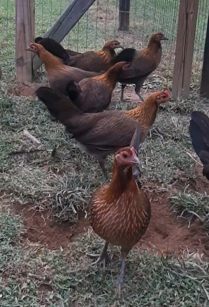 12 Chicken Hatching Eggs.