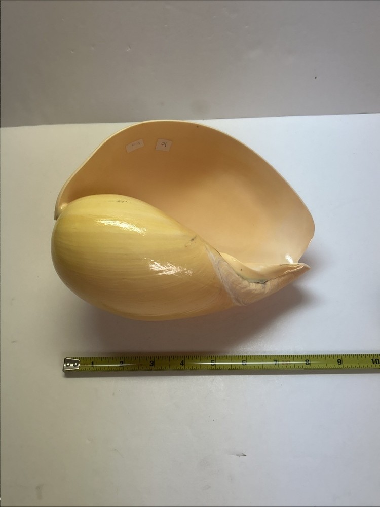 Unique Yellow Huge Melon Seashell Extra Large Decorative Shell 9"