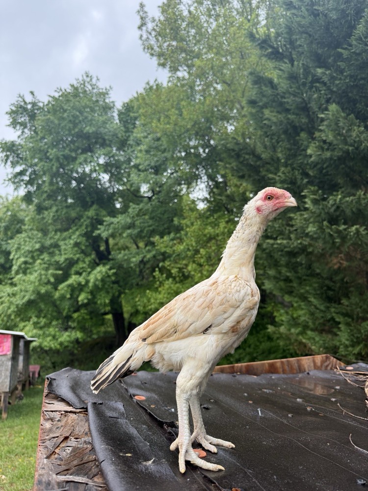 Pakistani Chicken Pullet Hatching Eggs