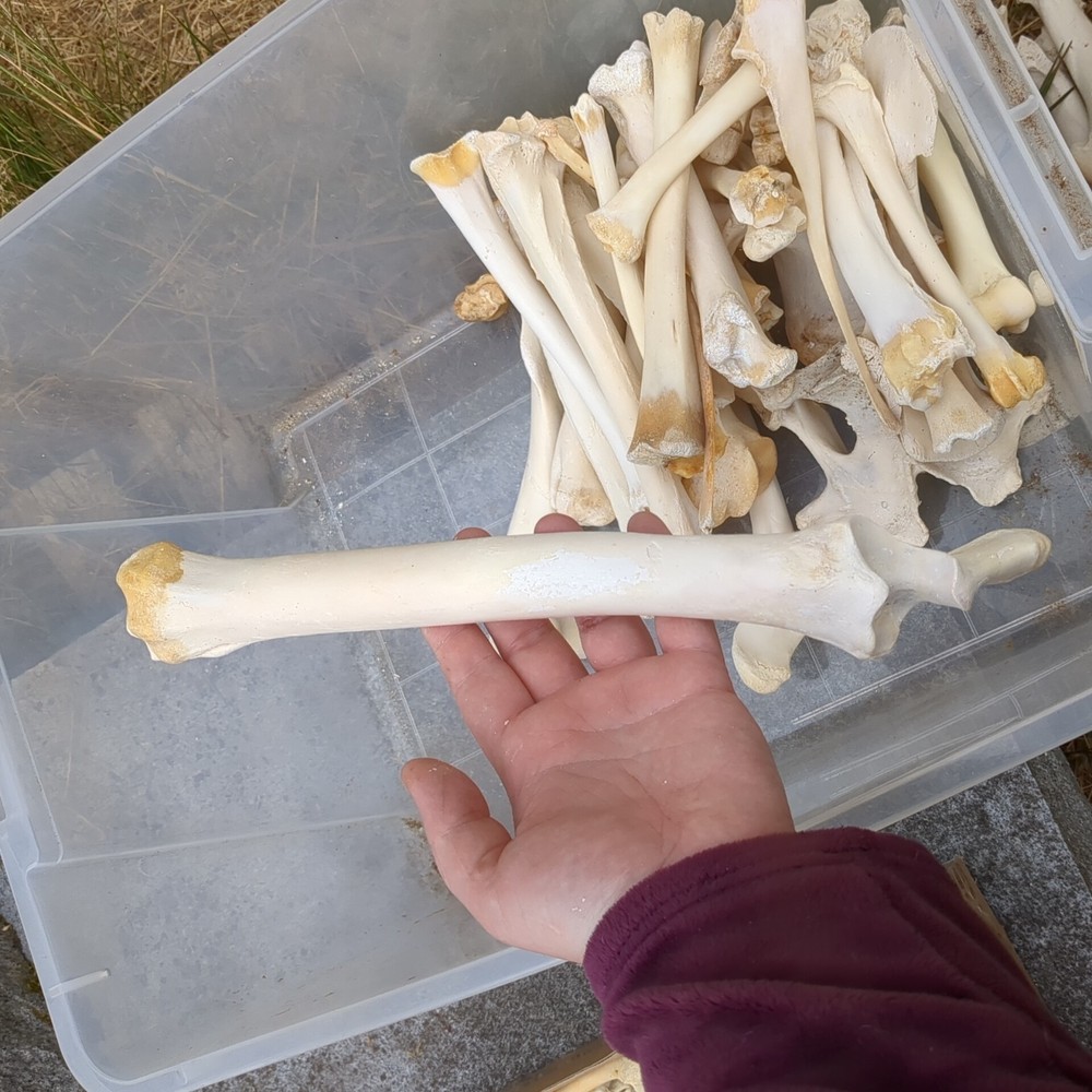 Bone Lot Farm NoBleach NoBoil NEED DEGREASE 30pc NaturallyDeceased MIX long bone