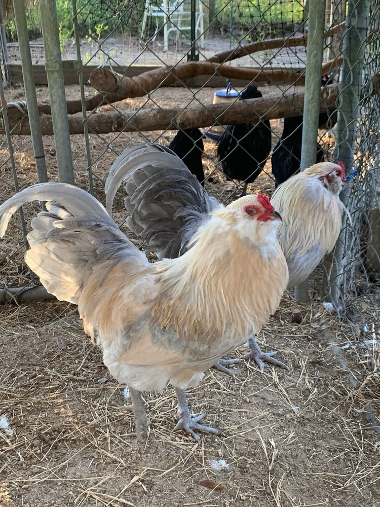 12+ Isabel AMERAUCANA PUREBRED Eggs