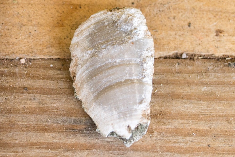 NE Oklahoma Fossil